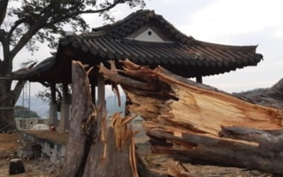 500년 고목도 태풍 '링링' 강풍에 부러져…"대책 시급"