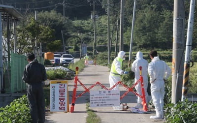 파주서 아프리카돼지열병 국내 첫 발생…24시간 비상체제 돌입