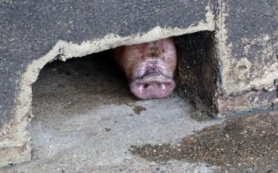 이동제한 조치로 전국 돼지 도매시장 12곳 중 10곳 휴장