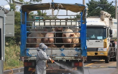 파주 돼지열병 의심신고 확진 여부 오늘 밤 나온다…3마리 폐사