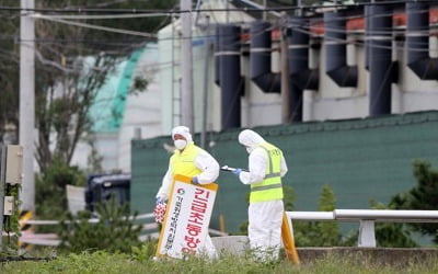 [르포] 아프리카돼지열병 파주서 또 의심신고…양돈농가들 '초주검'