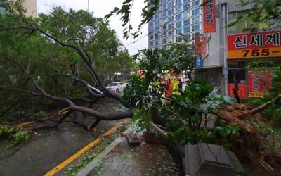 태풍 타파 내습 부산 1600가구 정전…"강풍 탓 복구 난항"