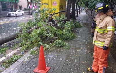 가로수 쓰러지고 간판 흔들리고…대전·충남도 태풍 피해 잇따라