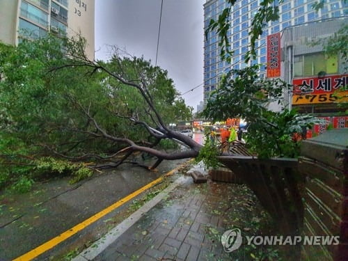 '태풍 타파 영향' 부산서 1명 사망·21명 부상…3000여 가구 정전