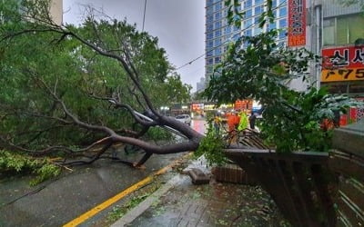 '태풍 타파 영향' 부산서 1명 사망·21명 부상…3000여 가구 정전