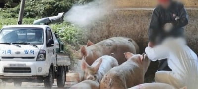 [종합] 김포서 아프리카돼지열병 의심 신고…당국, 긴급 방역 조치
