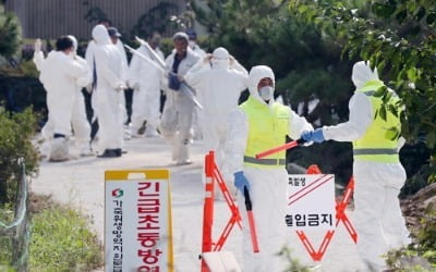 인천서 돼지열병 추가 확진…8350두 긴급 살처분