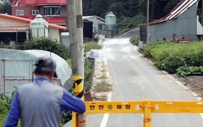 인천 강화서 또 아프리카돼지열병 의심 사례 발생