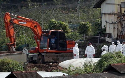 北 돼지열병 창궐에 불안감 증폭…"우리 방역 역량 높다"