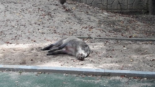  용인 수지구 상현동 멧돼지 출현 /사진=연합뉴스