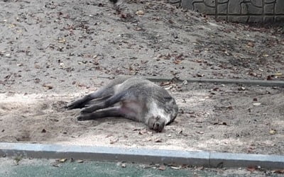 용인 수지구 상현동 멧돼지 출현…인명피해 無