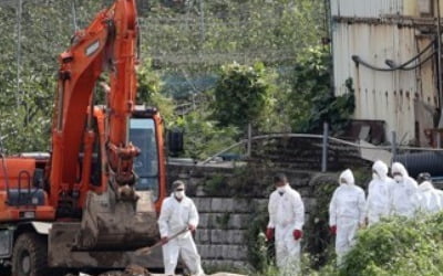 강화군 돼지 3만8000마리 살처분 시작…"돼지열병 확산 방지 차원"