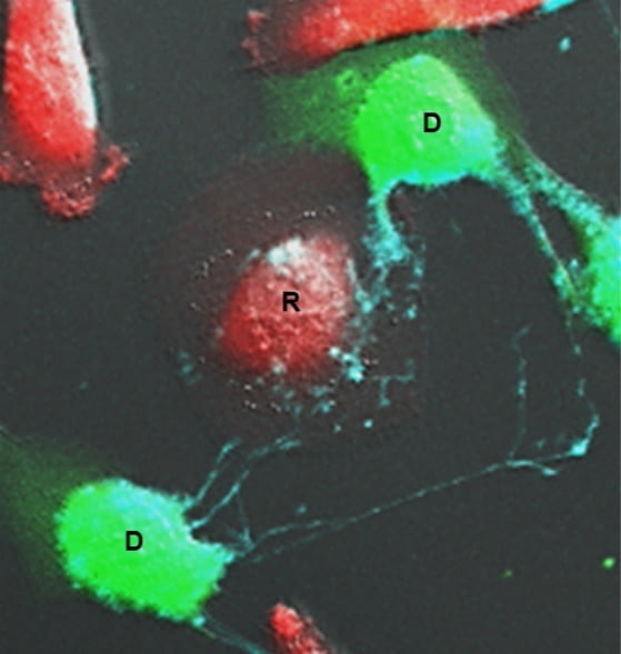 감염된 세포 (D,녹색)로부터 미세터널을 통해 미감염 세포(R, 붉은색)로 미코플라즈마(하늘색)가 이동하는 모습