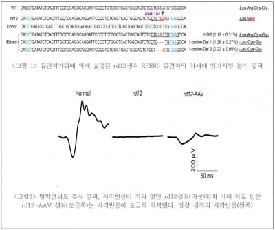 툴젠 "실명 유발 유전자 돌연변이, 동물서 교정 성공"