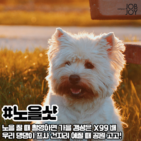 [카드뉴스] 우리집 댕댕이 인생샷(댕생샷) 찍는 꿀팁