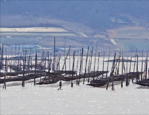 안좌도 앞 바다에 있는 지주식 김 양식장. 