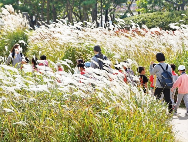 억새길 걸으며 ‘가을 속으로’ 