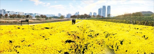 가을 국화로 물든 태화강 국가정원.  /울산시 제공 