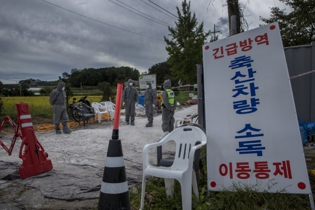 지난 3일 경기도 파주시 문산읍의 한 양돈농가에서 아프리카돼지열병(ASF)이 발생해 방역당국이 출입을 통제하고 있다. 연합뉴스