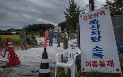 "파주 등 돼지 살처분 결정, 농가 상의 없이 정부가 일방적 결정 "