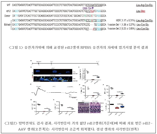 툴젠, 유전자교정으로 선천성 망막질환 치료 가능성 확인