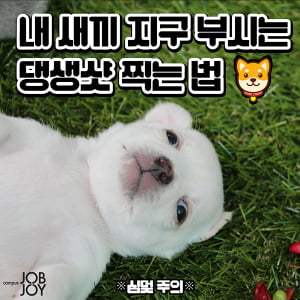 [카드뉴스] 우리집 댕댕이 인생샷(댕생샷) 찍는 꿀팁