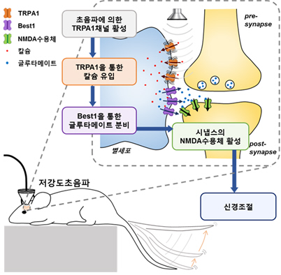 수술 없이 초음파만으로 뇌 질환 치료 길 연다