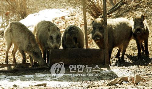 軍, DMZ철책 뚫고 내려오는 멧돼지 '즉시사살'지침 하달