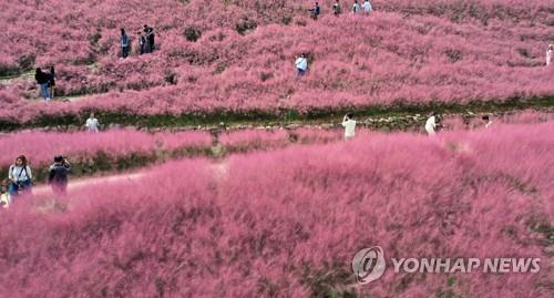 부쩍 깊어진 가을, 곳곳 나들이 인파…고속도로도 혼잡