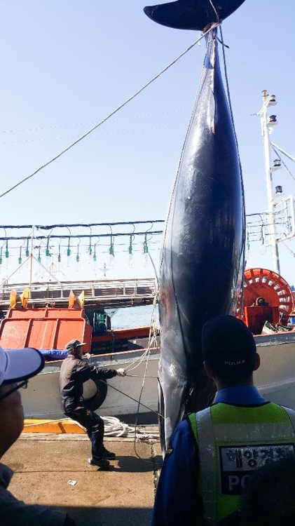 울진 앞바다서 죽은 밍크고래 발견…7천200만원에 거래