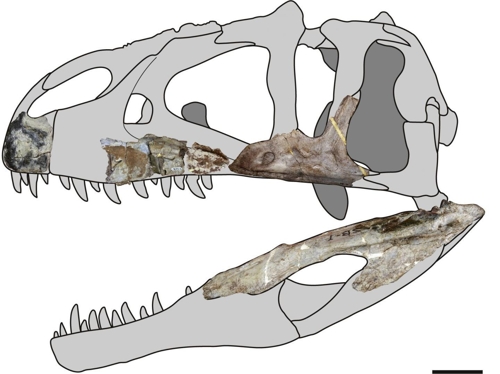 태국서 상어 닮은 톱니이빨 가진 대형 육식공룡 화석 발굴