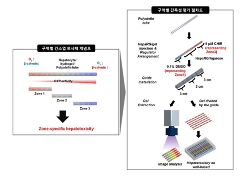 간 조직 세 구역으로 나눠 약물 독성 평가…특허 등록