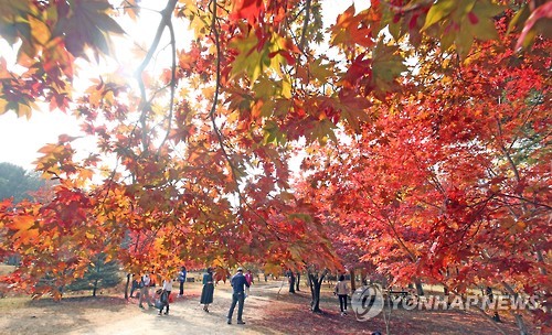 '인생샷 남길까'…남이섬 내달 10일까지 단풍선 운행