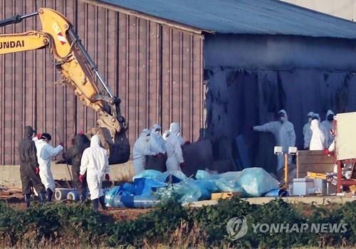 김포 살처분 돼지 4천마리 매몰 완료…예방적살처분 마무리 수순