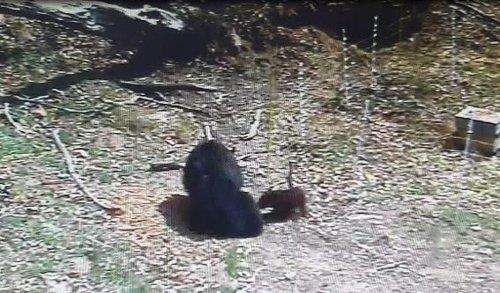 김천 수도산에 새끼 반달가슴곰 3마리 방사…서식지 확대