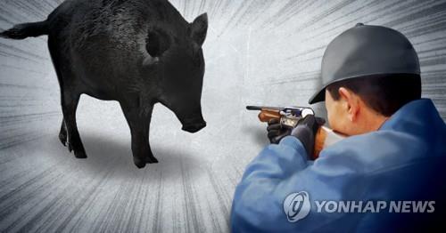 청주 도심 행사장 주변에 멧돼지 출현…마취총 쏴 포획