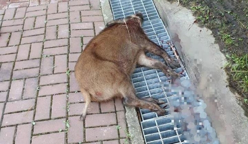 전국 도심 곳곳서 멧돼지 출현…청주선 주민 1명 부상