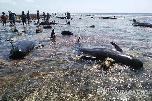인니 동부해변 밀려온 고래 7마리 떼죽음…고립사고 반복 지점