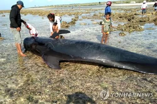 인니 동부해변 밀려온 고래 7마리 떼죽음…고립사고 반복 지점