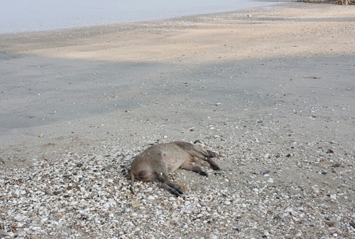 고창 해안가에서 발견된 멧돼지, 아프리카돼지열병 '음성'