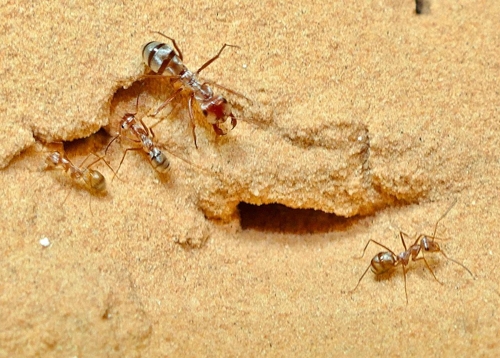 사하라 사막 개미의 생존법…땡볕 초당 이동거리 1ｍ 육박
