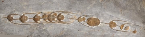 약 4억8천만년 전 고대 삼엽충이 남긴 '죽음의 행렬'
