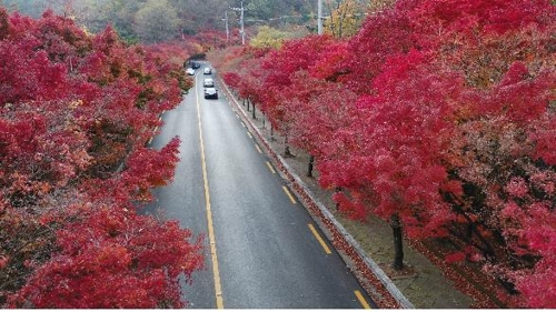 도심에서 가을정취 만끽…대구 '추억의 가을길' 24곳 선정