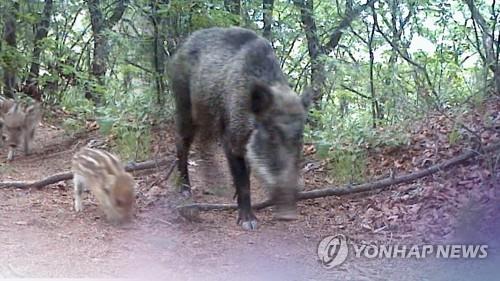 산도 없는 서울 송파에 멧돼지 출몰 잇따라…주민 불안