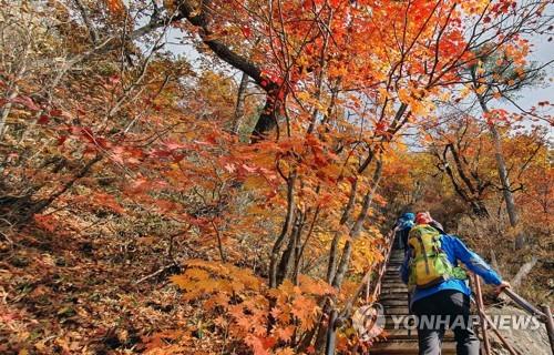 설악산 단풍 절정…만산홍엽 계곡마다 등산객 북적