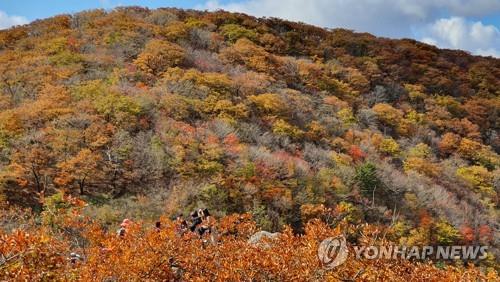 설악산 단풍 절정…만산홍엽 계곡마다 등산객 북적