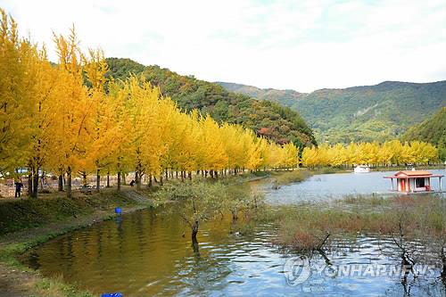 괴산 양곡저수지 은행나무길, 이번 주 단풍 절정