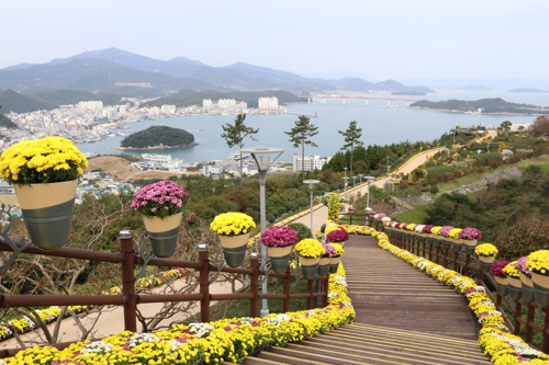완도 청정바다 배경으로 각양각색 국화…가을 풍경이 됐다