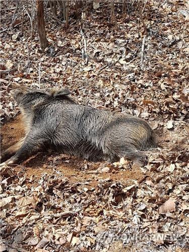 '돼지열병 막자' 청주시 내년 3월까지 멧돼지 포획단 운영