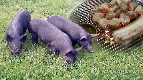 제주흑돼지 변이 유전자 찾아…맛의 비밀 결정한듯